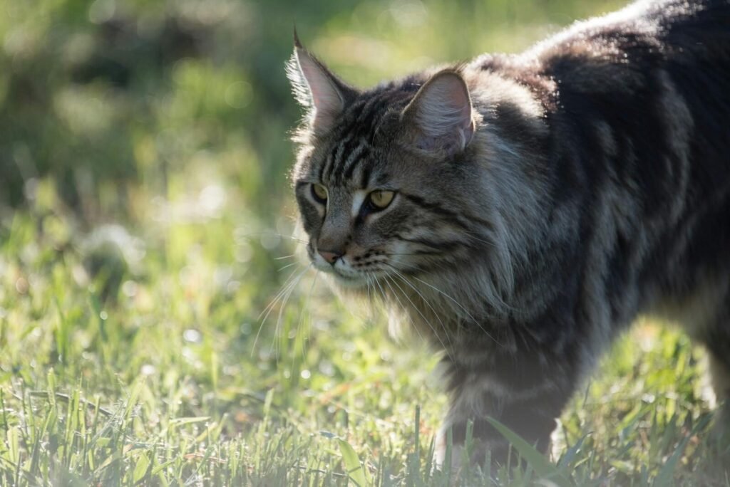 Female Maine Coon Personality Traits
