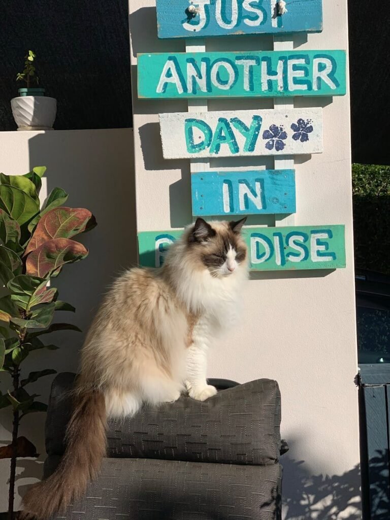 Persian vs Himalayan vs Ragdoll: Which Breed is Better?