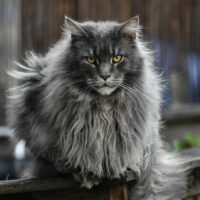 Are Maine Coon Cats Good for First Time Owners? A Complete Beginner’s Guide to Cost, Personality, Maintenance, and Care