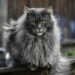 Are Maine Coon Cats Good for First Time Owners? A Complete Beginner’s Guide to Cost, Personality, Maintenance, and Care