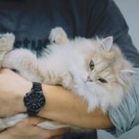 Are Persian Cats Hard to Take Care Of? A Complete and Extended Care Guide for Owners