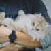 Are Persian Cats Hard to Take Care Of? A Complete and Extended Care Guide for Owners