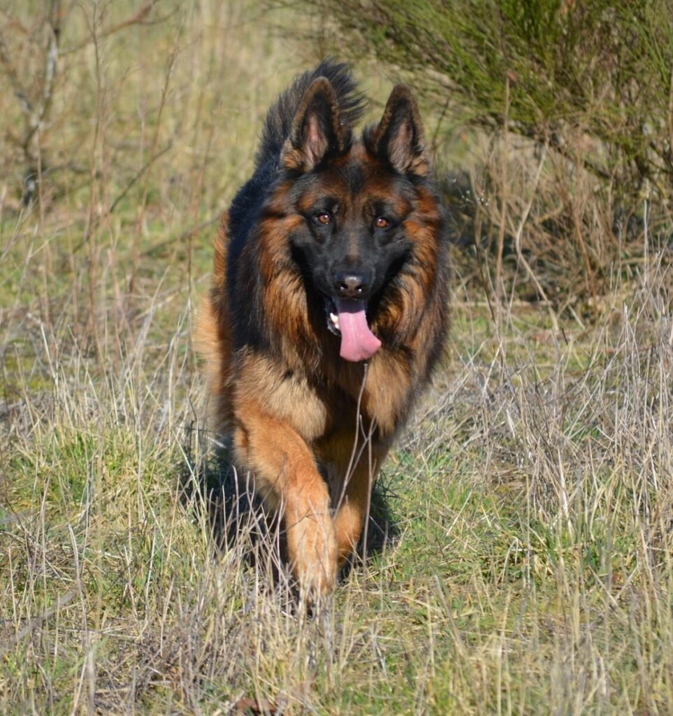 German Shepherd vs Rottweiler comparison-origin and background