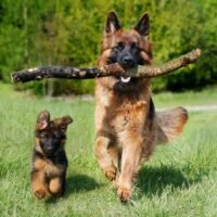 Can a German Shepherd Protect You