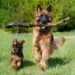 Can a German Shepherd Protect You