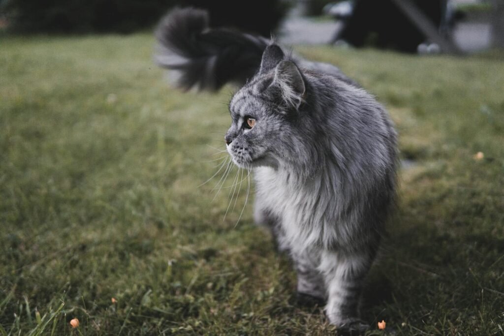Maine Coon Male vs Female Size and Physical Development
