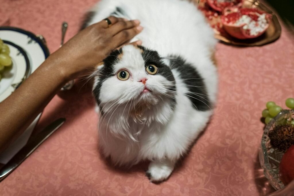 Himalayan vs Persian Cat Personality: Emotional and Social Behaviour