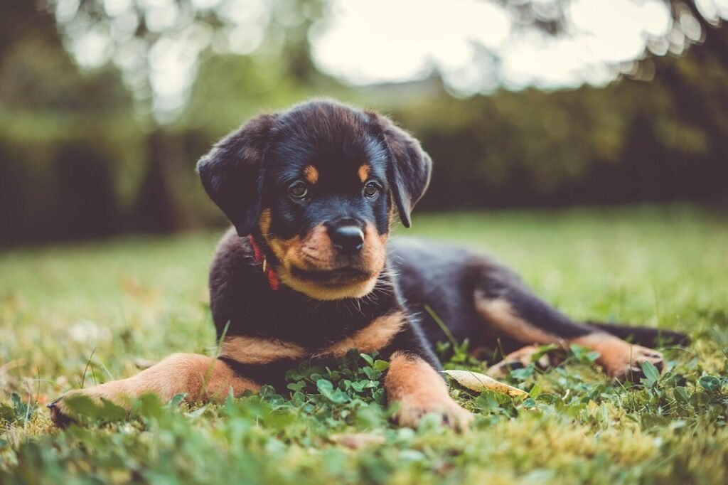 German Shepherd or Rottweiler for Family