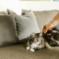 Maine Coon Cat Personality Male vs Female: Complete Guide to Size, Temperament, Behaviour and Ownership Differences