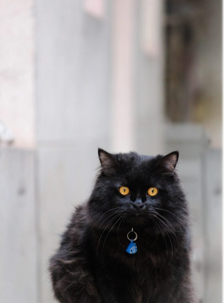 Are Persian Cats Smart and Trainable Pets?