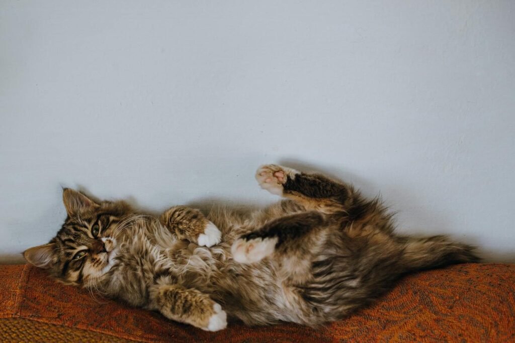 Maine Coon Behaviour Characteristics and Emotional Intelligence