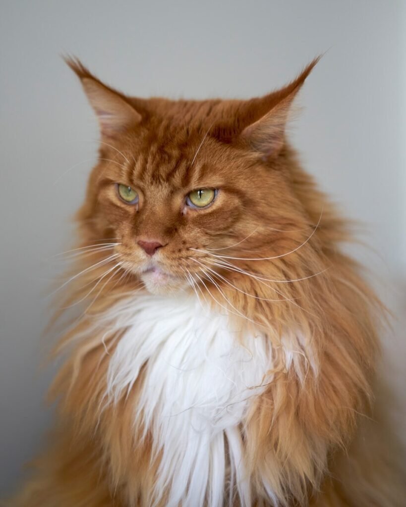 What Is So Special About Maine Coon Cats