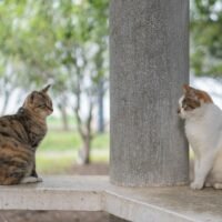 Persian Cat vs Himalayan Cat: Complete Comparison Guide for Size, Price, Personality, and Care