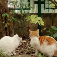 Persian Cat Health Problems: A Complete and Detailed Guide to Lifespan, Risks, and Treatment