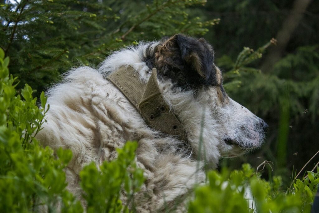 Will a German Shepherd Protect Its Owner and Family