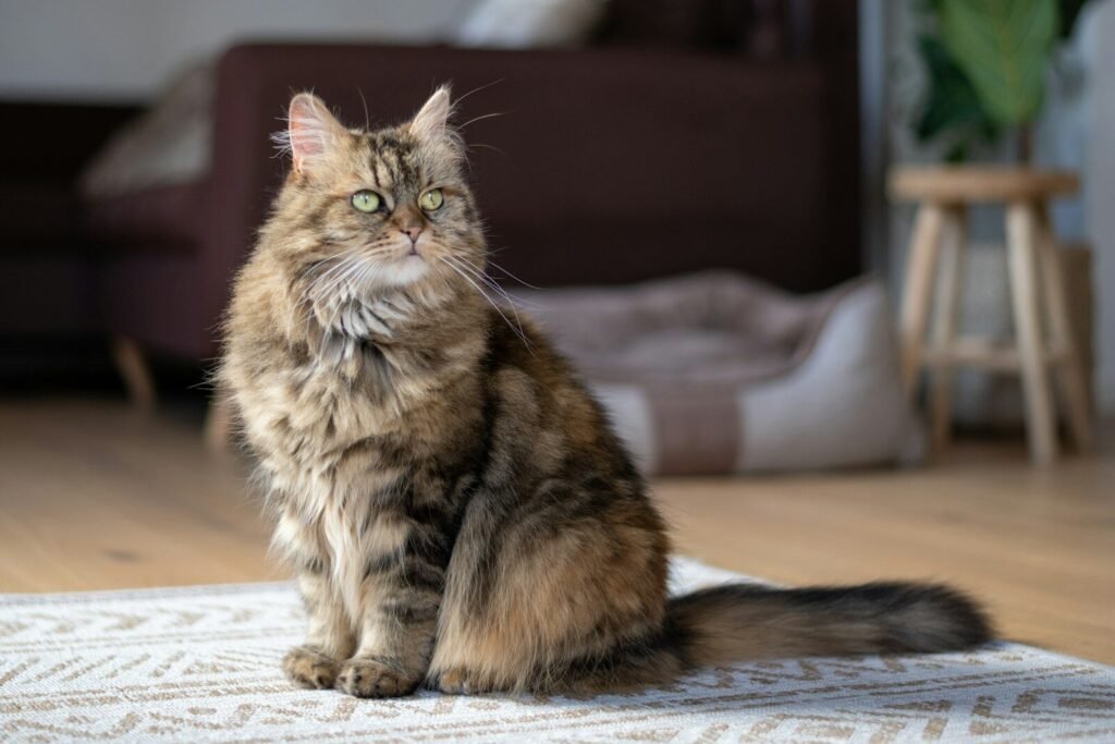 Are Maine Coon Cats Good for First Time Owners in Terms of Temperament
