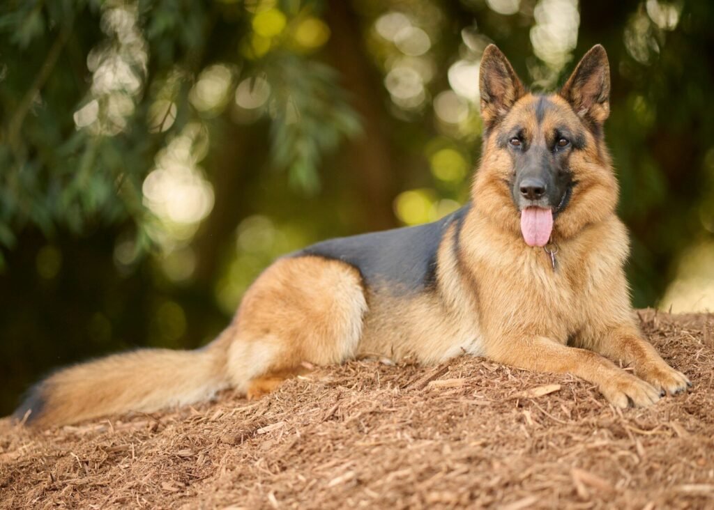 Do German Shepherds Naturally Protect Their Owners