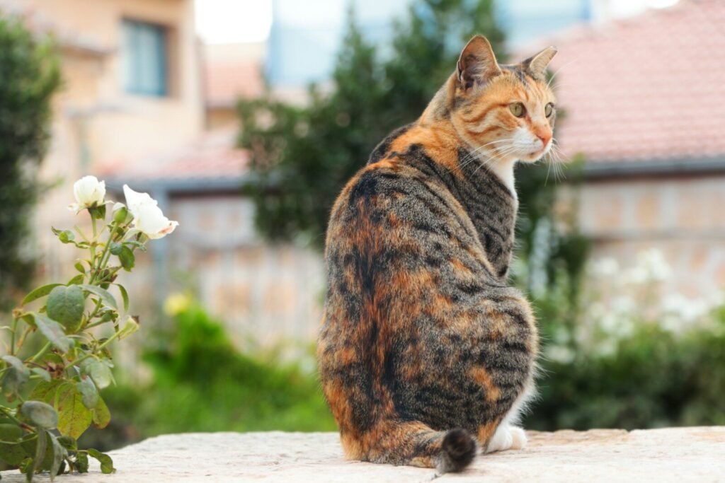 Disadvantages of Persian Cats in Daily Care Routines