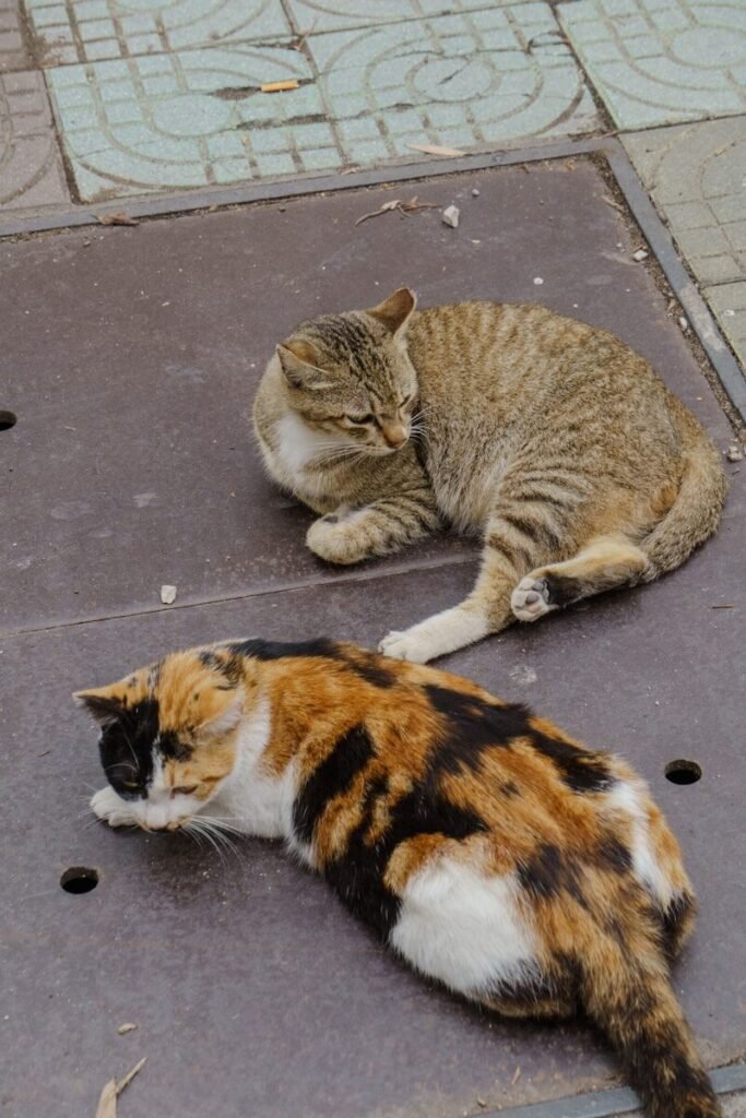 Persian Cat vs Himalayan Cat Size
