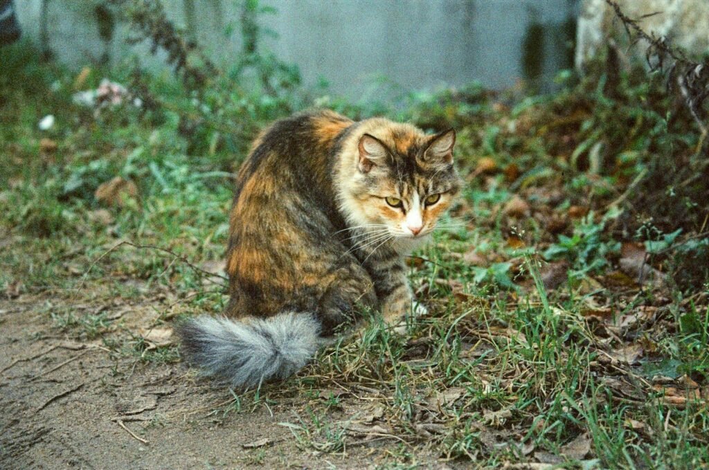 Male Persian Cat Health Problems