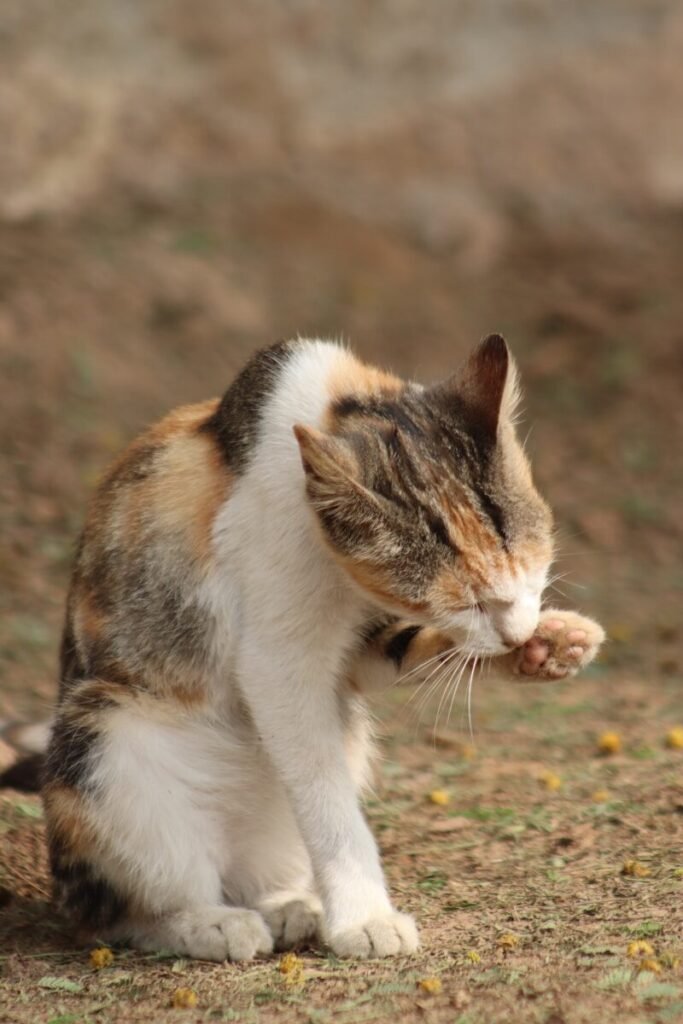 Overview of Common Persian Cat Health Problems