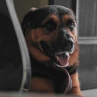 German Shepherd vs Rottweiler Comparison: Temperament, Intelligence, Protection, and Family Suitability