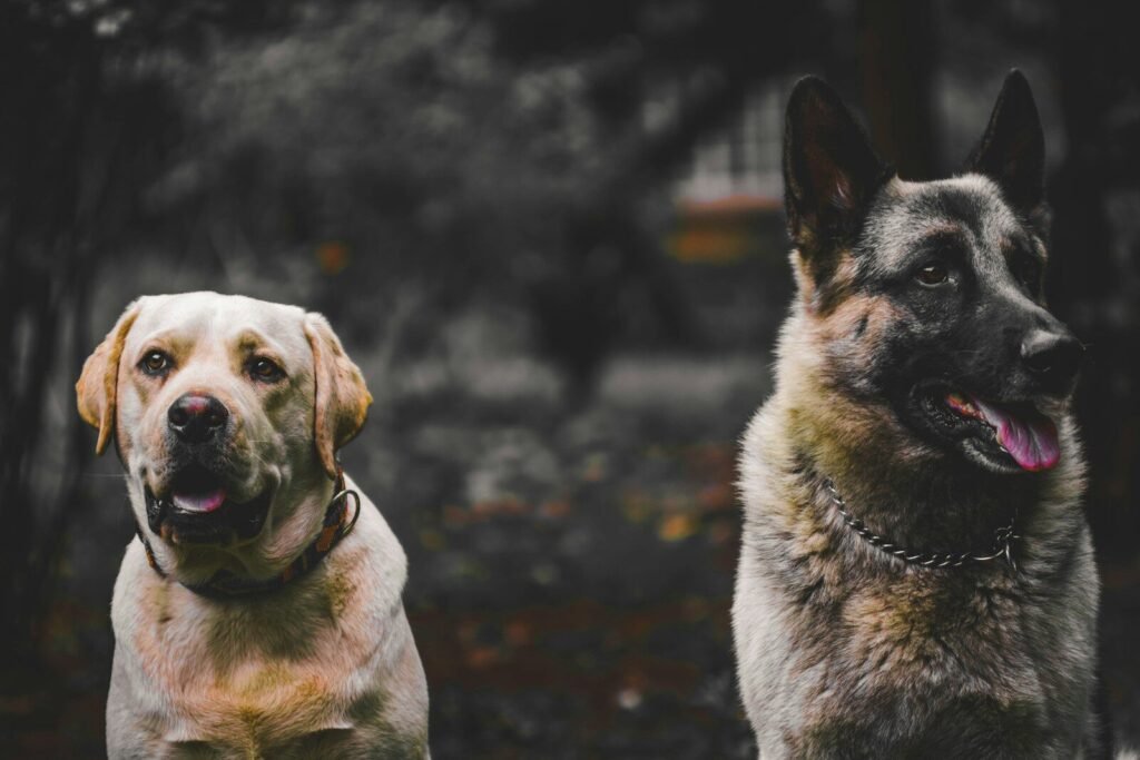 German Shepherd vs Labrador Size