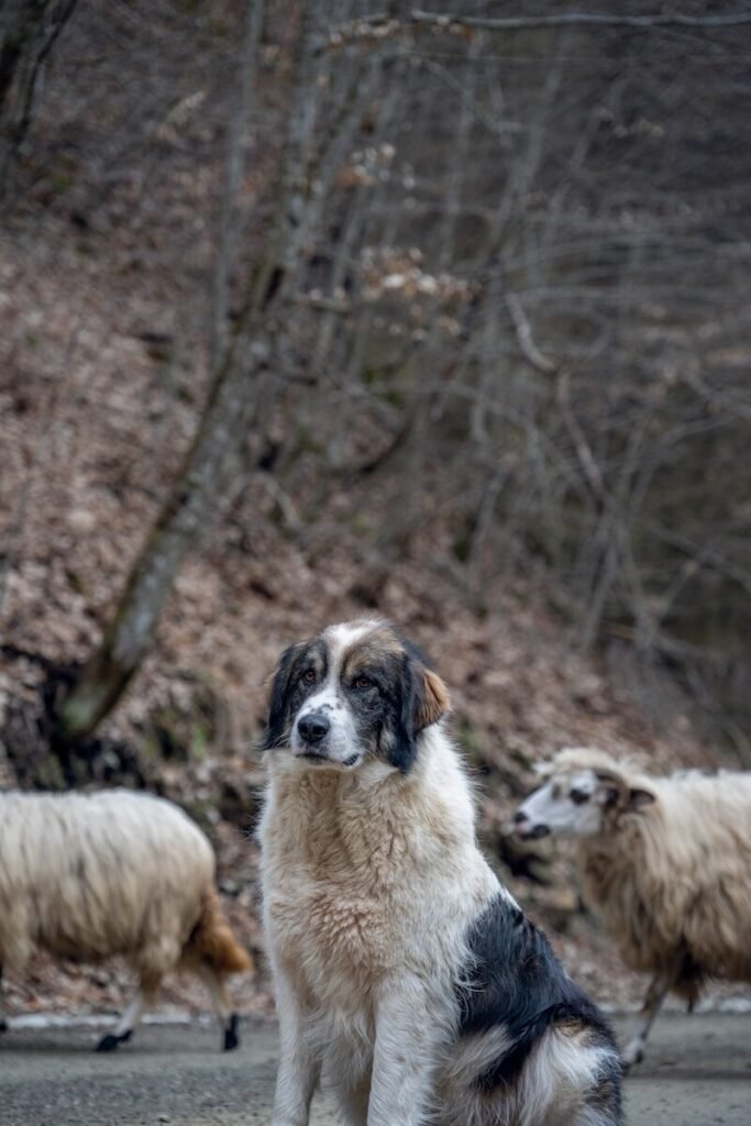 Shepherd Protecting Behaviour and Intelligence