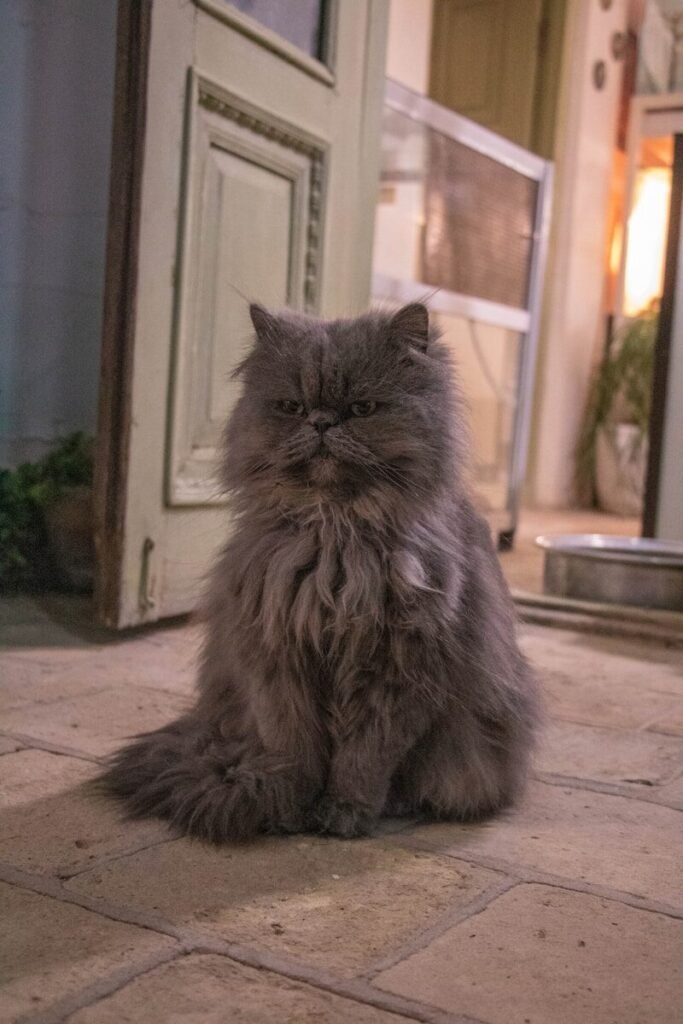Persian Cat vs Himalayan Cat Temperament