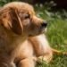 When Does Golden Retriever Sudden Behaviour Change