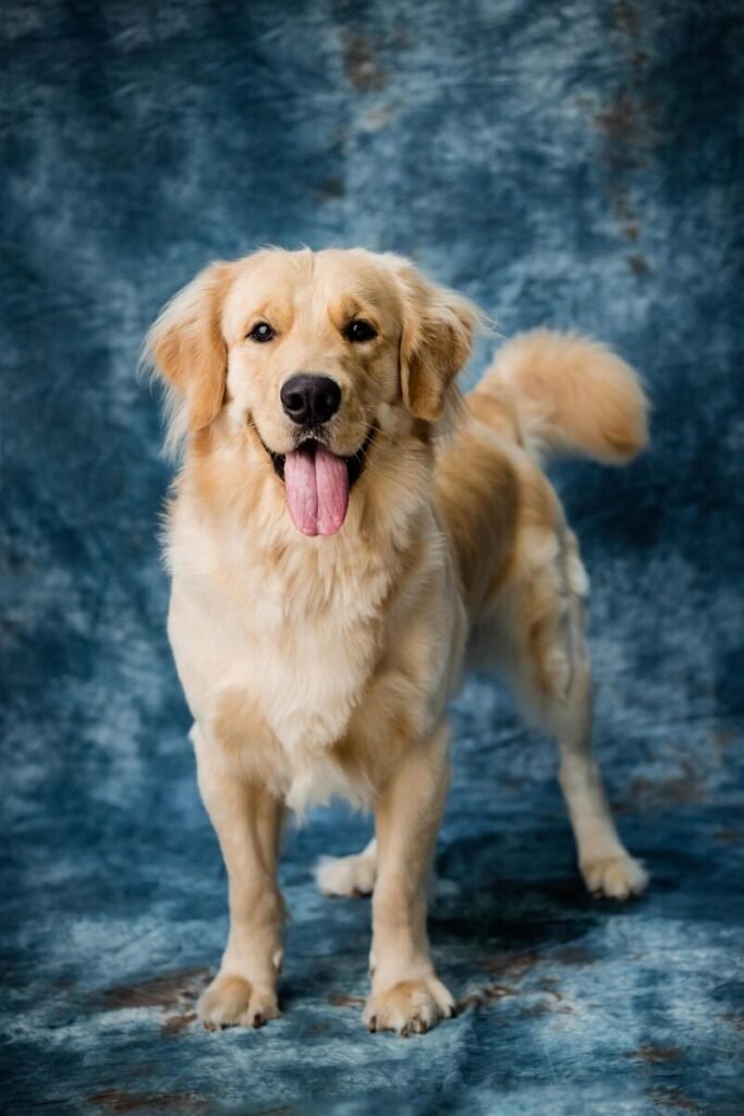 Golden Retriever in Apartment: Understanding the Reality