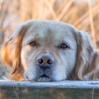 Can Golden Retriever Live in Apartment with Balcony