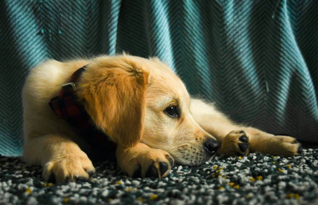 Understanding Why Golden Retriever Puppies Struggle at Night