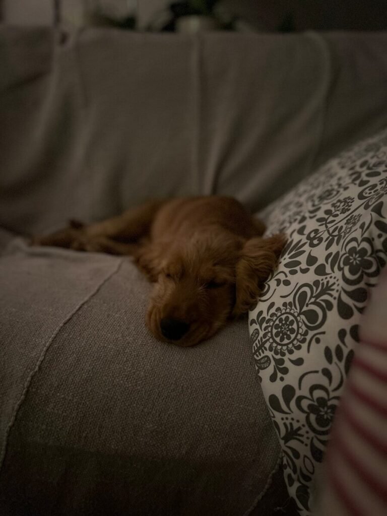 6 Month Old Puppy Not Sleeping Through the Night