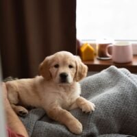 How to Calm a Golden Retriever Puppy at Night at Home