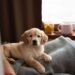 How to Calm a Golden Retriever Puppy at Night at Home