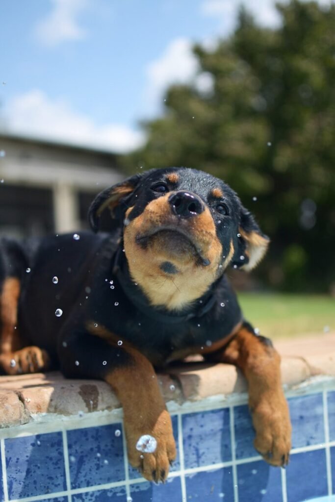 Are Rottweilers Stubborn?