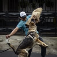 Are German Shepherds Stubborn Dogs? Understanding Their Behavior, Training, and Personality