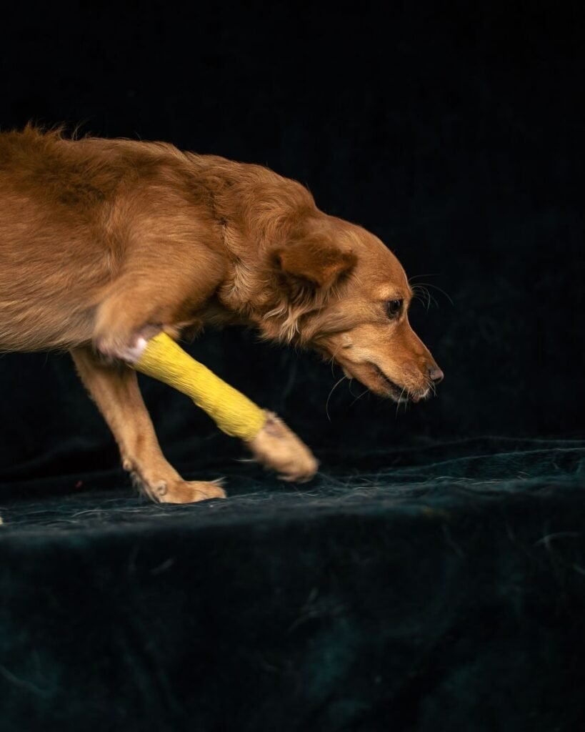 Understanding Front Leg Arthritis in Dogs