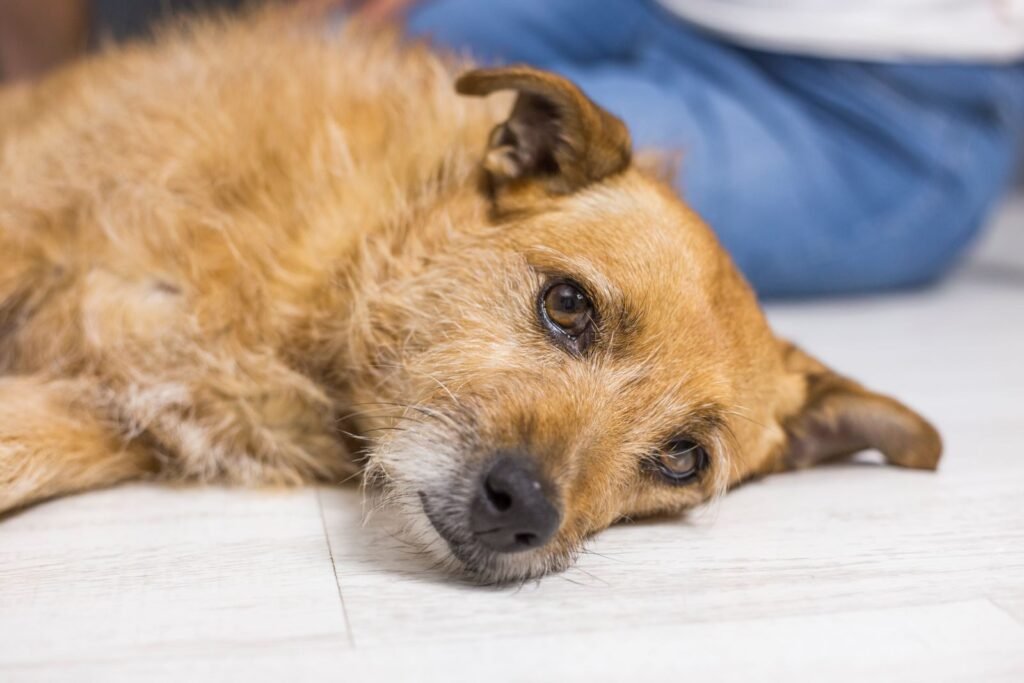 Early Signs of Arthritis in Dogs Hips
