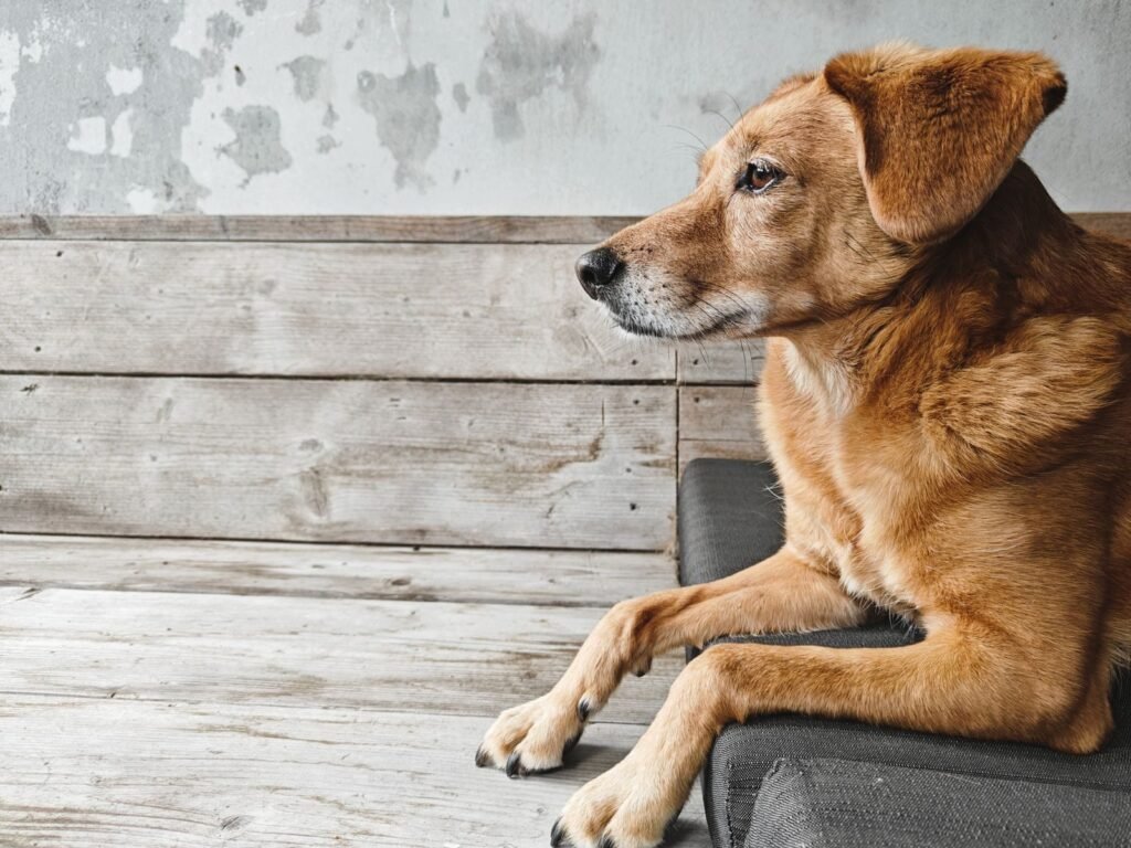 What Causes Arthritis in a Dog's Hips