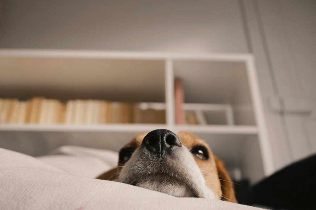 Early Signs of Arthritis in Dogs Spine