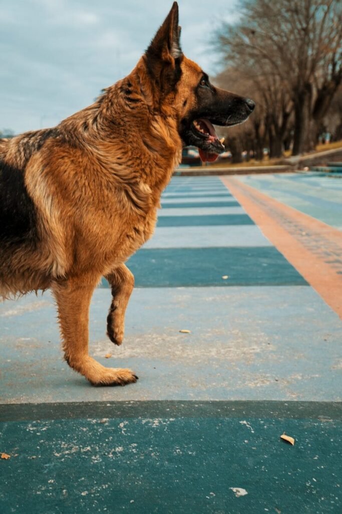 Can Hip Dysplasia in Dogs Come on Suddenly?