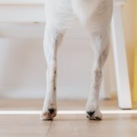 Signs of Arthritis in Dogs Back Legs: What Every Owner Needs to Know