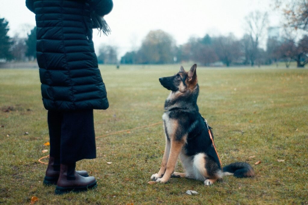 How to Train a German Shepherd That Seems Stubborn