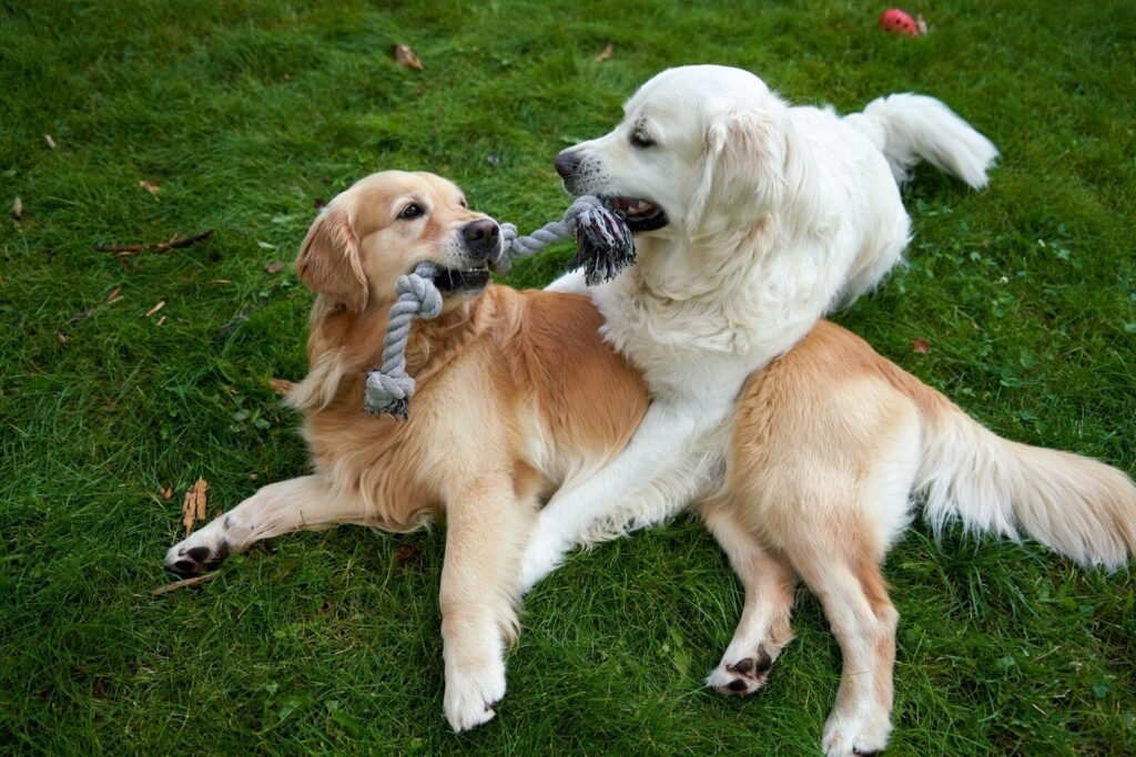 Are English Cream Golden Retrievers Stubborn?