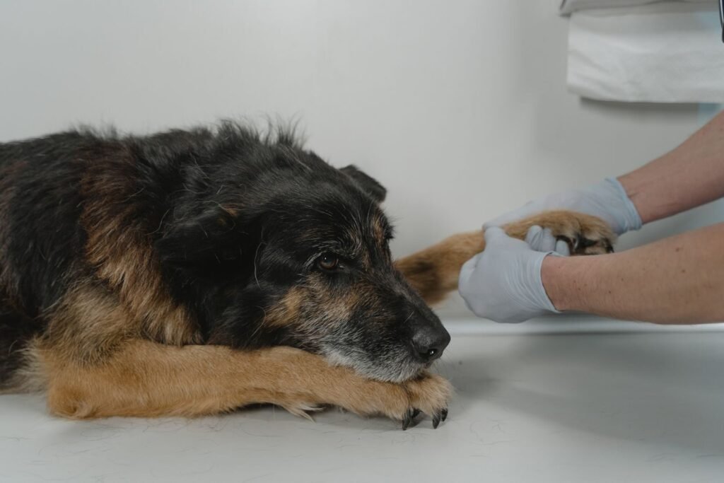 Dog Hip Dysplasia Home Treatment
