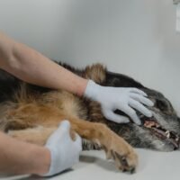 Signs of Arthritis in Dogs Front Legs: A Complete Pet Parent's Guide