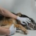 Signs of Arthritis in Dogs Front Legs: A Complete Pet Parent's Guide