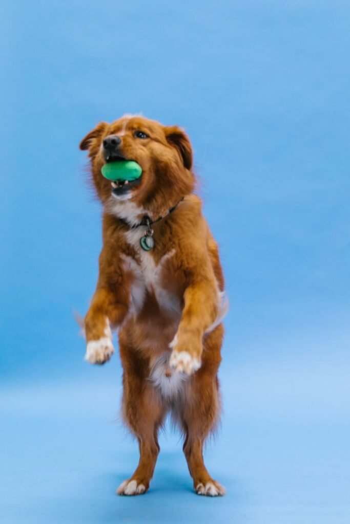 Preventing and Slowing Hind-Leg Arthritis